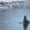 morning Otter