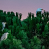 Night Herons - December 3 2025