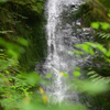 Quinault Rain Forest, Washington 