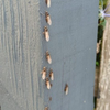 Nuptial Flight 3