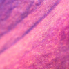 Petal
