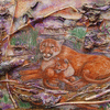 Animal Paintings