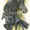 Friesian