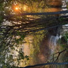 Sunrise Through Woods and Fog