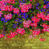 Geranium (pelargonium hortorum), Frigate, Port Jefferson, NY, 09-28-2025