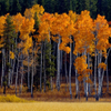 Aspen Grove in Fall Colors