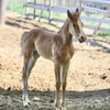 Fold born today 26 May 2025 