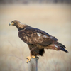Golden Eagle