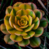 Succulent - June 16 2026