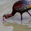 White faced Ibis 