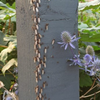 Nuptial Flight 2