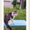 alert cat