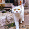 big eyes