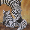 Masai Morning -Zebra