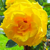 Yellow Rose after a Shower