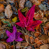 Autumn - October 10 2026