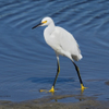 Snowy Egret 