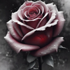 The Rose of Rain 5