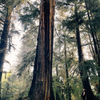 big trees 300
