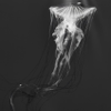 Jellyfish — Light and Motion