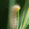 Yellow Woolly-Bear 020