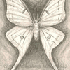 Luna Moth ACEO