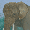 Elephant(Toronto Zoo)