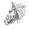 Horse Portrait