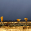 Approaching Storm/Gros Ventre Plains