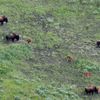 bison and babies