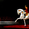 Lipizzan Stepping into the Light