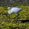 Snowy Egret