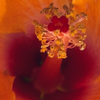 Hibiscus Pistil