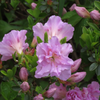 pink flowers