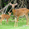 White-tailed Deer (doe & fawn) , Odocoileus virginianus, Port Jefferson, NY, 05-15-2025
