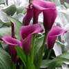Violet Calla Lily, Russell's, Wayland, MA 05-09-2025