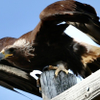 Golden Eagle on attack 