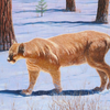 Wyoming Cougar #1 