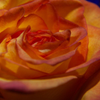 Macro rosiness copy