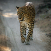 Leopard — A Steady Gaze