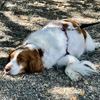 Dog Gaze