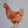 chicken in farmyard