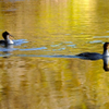 Mergansers on the Snake River