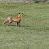 morning Mister Fox 