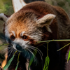 Red Panda - February 6 9 2026