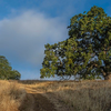 Lone Oak - June 2 2026