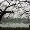 Raining day in Ha Noi