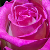 Pink rose copy