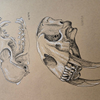 Skull Studies