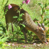Young Buck Muntjac Deer